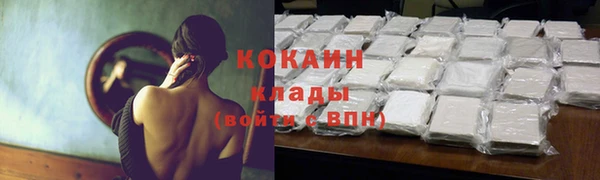 прущие грибы Новозыбков