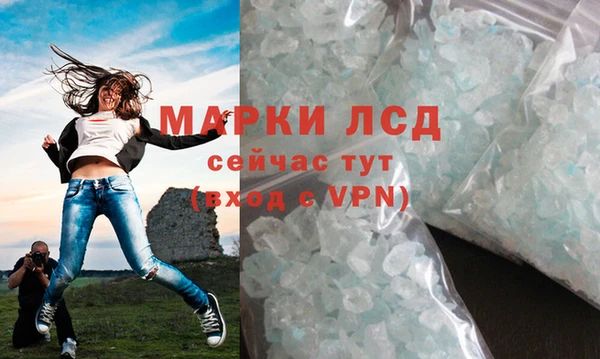 прущие грибы Новозыбков